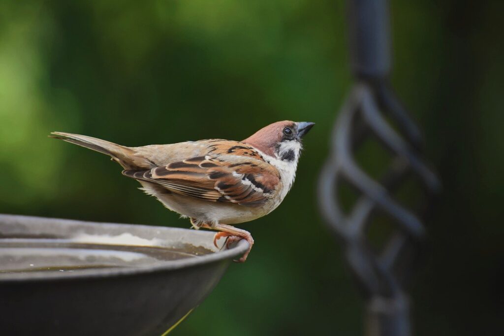 sparrow, bird, ornithology-7267127.jpg